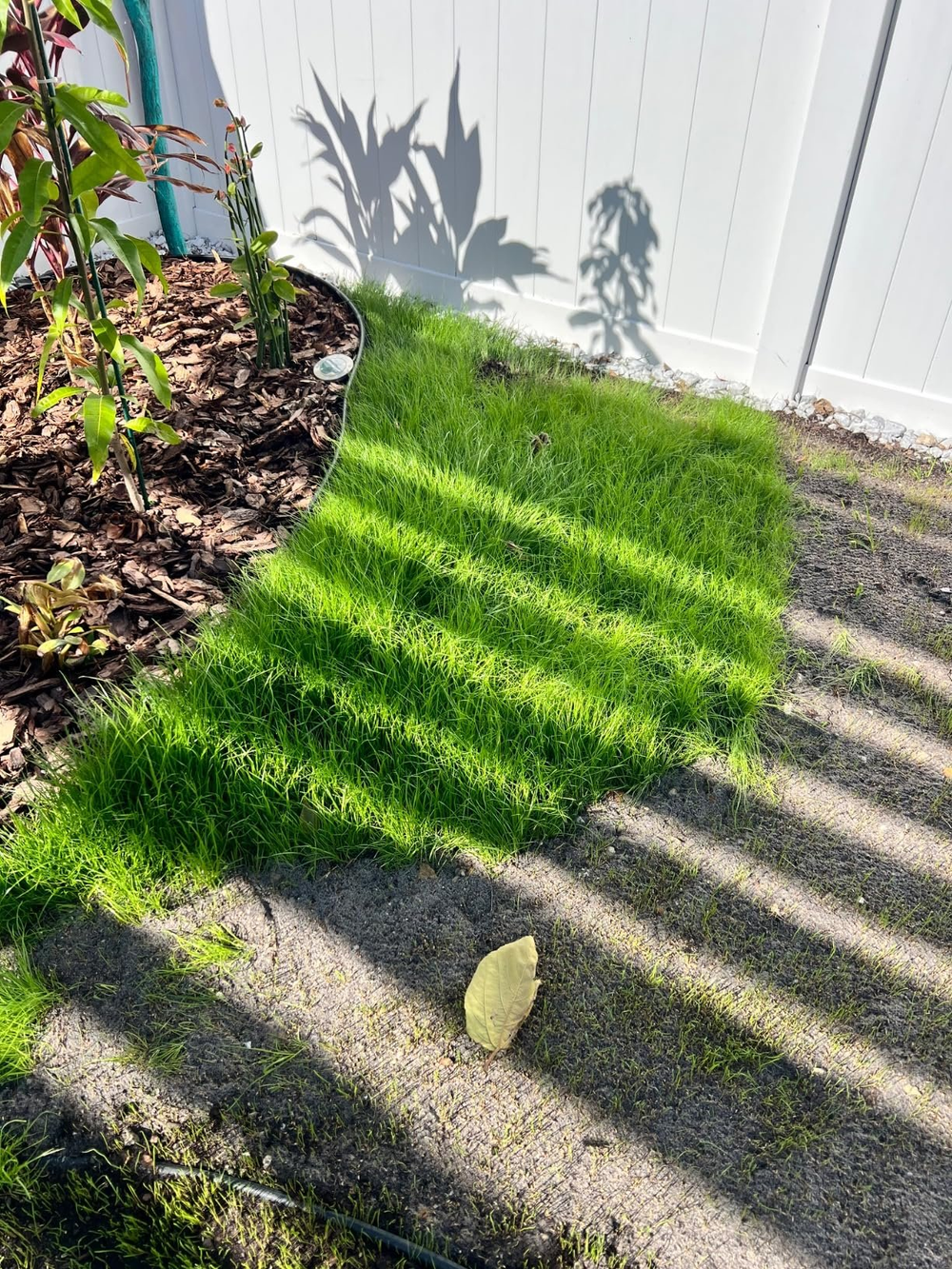 🌱2026 Evergreen Dwarf Grass Seed for Four Seasons